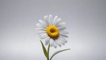 Single white daisy flower with yellow center against a gray background. photo