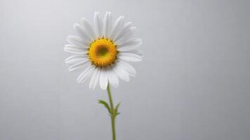 Single white daisy flower with yellow center on a light gray background. photo