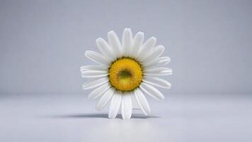Single white daisy flower on gray background. photo