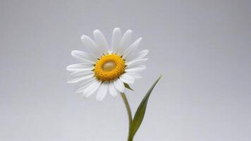 Single white daisy flower with yellow center on gray background. photo