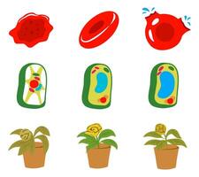 A clear infographic illustration set showing plasmolysis in plant and animal cells, highlighting cell membrane changes, and osmotic effects. Ideal for biology education and science visuals vector