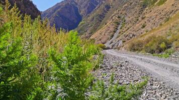 A wild hemp bush sways in the wind in a Kyrgyz mountain valley on a sunny autumn day. The scene features a dirt road, rocky slopes, and vibrant fall foliage with a static camera and selective focus. video