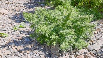 A wild hemp bush sways in the wind on a sunny autumn day in the Kyrgyz mountains. The background consists of rocky ground. The camera is static, with selective focus and slow-motion capture. video