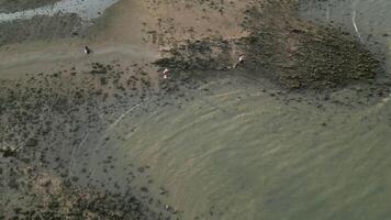 Thailand, November 2024 - Thai locals searching and collecting shells for commerce on shoreline, modern shelling when tide is low. Shell collecting on Thailand beaches. video