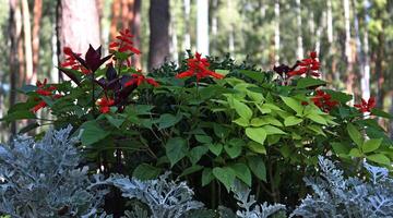 Decorative Plants And Flowers Over Defocused Pine Trees photo