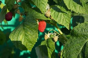 A large ripe raspberry berry on a twig with leaves in the garden photo