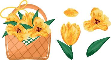 set with a woven straw basket with spring, yellow tulips and a bouquet, for various designs vector