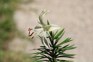 White Tiger Lily At A Distance With A Blurred Natural Background. photo