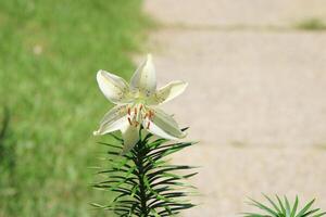 White Tiger Lily At A Distance With A SIdewalk Background. photo