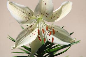 White Tiger Lily CLose Up With A White Background. photo