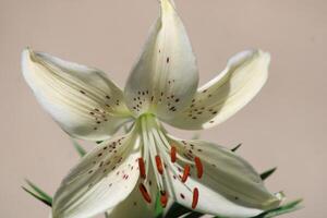 White Tiger Lily Close Up With A Beige Background. photo