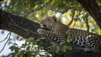 A leopard is resting on a tree branch photo