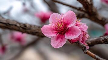 Macro Flower on Tree with Background Bokeh and Realistic Detail photo