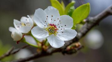 Flower on a tree with colorful natural background detail photo