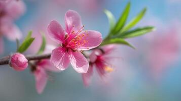 Lush macro of flower on spring branch with bokeh light photo