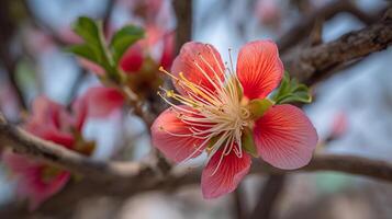 Macro tree flower photo with sharp detail and soft background