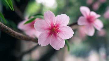 Bright flower in spring light on tree with nature around photo