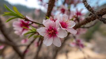 Radiant flower in focus resting on branch in daylight photo