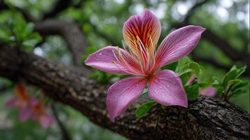 Flower photo on blooming tree glowing in daylight