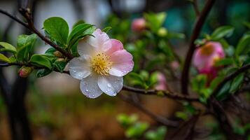 Realistic flower photo with crisp textures and soft bokeh light
