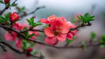 Vibrant flower photo close up on branch with soft sunlight