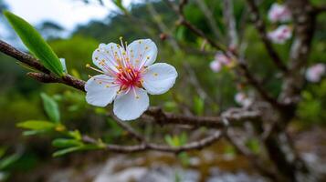 Flower in bloom on branch with blurred green backdrop photo
