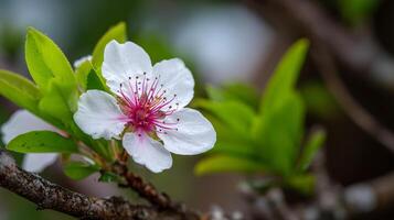 Flower resting peacefully on tree branch in spring bloom photo