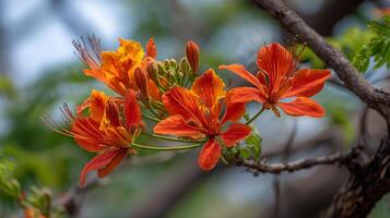 Crisp macro flower on tree branch in full bloom photo