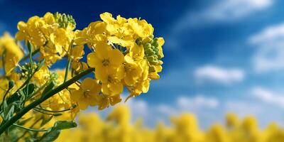A close up of a yellow flower in a field photo