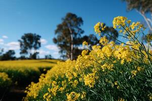 A field of yellow flowers with trees in the background photo