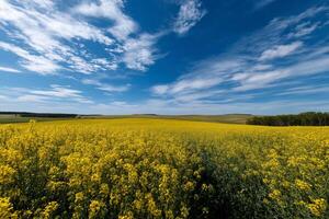 Canola field under blue sky with clouds photo