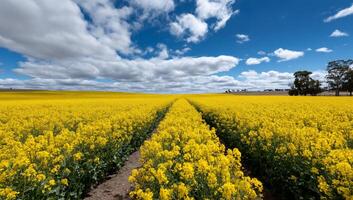 Expansive canola field, bright yellow blooms, two rows, blue sky and white clouds photo