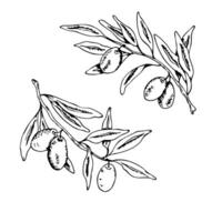Sacred communion elements with olive branches for religious ceremony design. Graphic art. For baptism, wedding invitation, greeting card. Two olive barnches, black outlines, whiite background vector