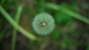 Lonely Dandelion close-up from above video