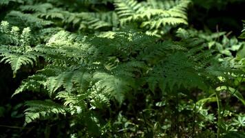 Green forest fern with sun rays reflected on it video