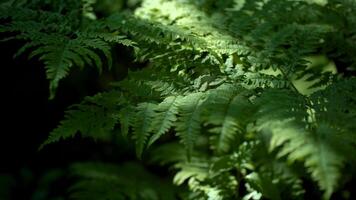 Green fern close up in shade and sunlight video