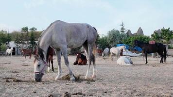 A group of horses of various colors relax and eat in a dusty field. It is dusk or dawn in Cappadocia, Turkiye, where unusual rock formations create a unique backdrop. video
