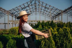 Side view, holding box with plants. ,Young redhead woman is taking care of garden photo