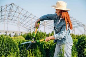 Cutting the bush, with,, scissors. Young redhead woman is taking care of garden photo