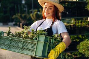 Under the sunlight,, holding ,plants. Young redhead woman is taking care of garden photo
