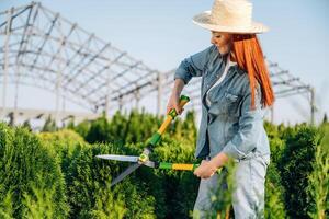 Cutting ,,the bush with scissors. Young redhead woman is taking care of garden photo