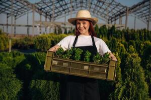 Bunch of plants, in a plastic box. Young redhead woman is taking care of garden photo