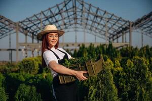 Side, view, holding ,box with plants. Young redhead woman is taking care of garden photo