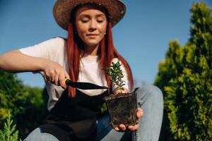 Transplants ,the ,plant, uses a knife. Young redhead woman is taking care of garden photo