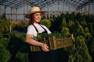 Bunch ,of plants in a plastic box. Young redhead woman is taking care of garden photo