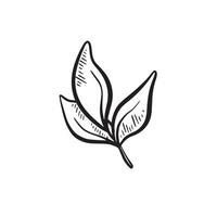 A sprig with three leaves on. Hand drawn in black. vector