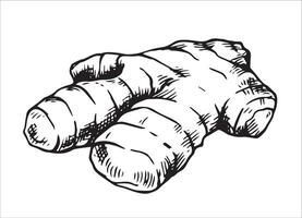 Ginger root. Sketch illustration. vector