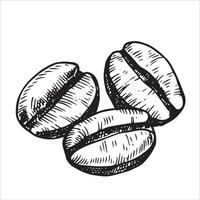 Sketch of coffee bean illustration. vector