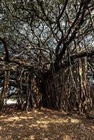 There stands a huge banyan tree in Goa, India. Considered as a sacred tree, banyans are highly revered in India, and this one is no exception with its numerous branches and roots photo