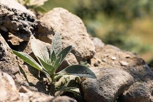 close up photo of a small strong sprout breaking through a stone